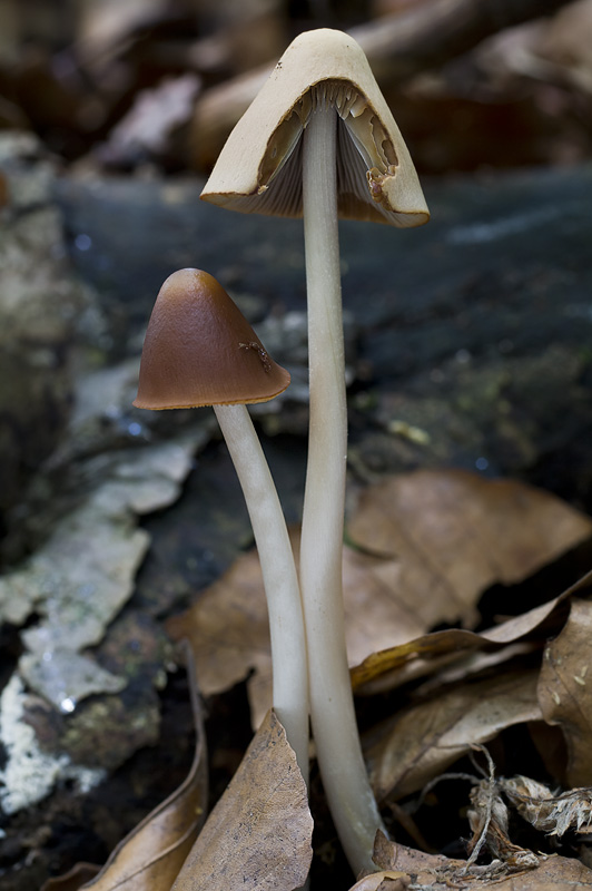 Psathyrella conopilus